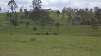paddock